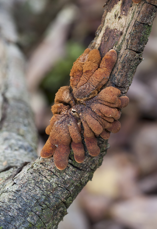 Hypocreopsis lichenoides